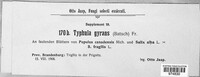 Typhula gyrans image